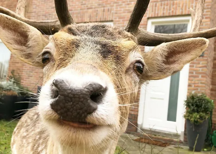 Pitstop 3* Zandvoort